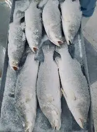Frozen Seabass Fish