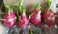 Fresh Dragon Fruit