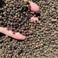 Black Pepper