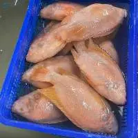Frozen Tilapia