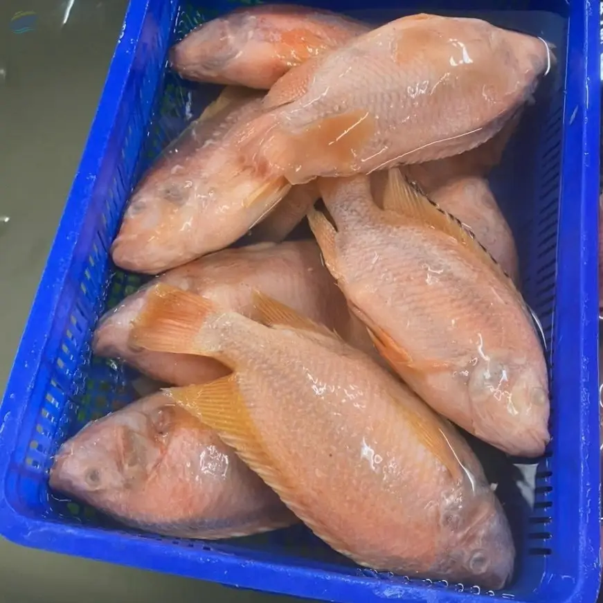 Frozen Tilapia