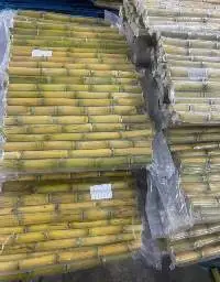 Sugarcane