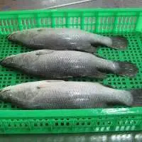 Frozen Seabass Fish