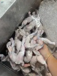 Frog Legs