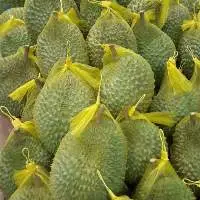 Frozen Durian