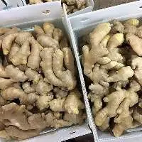 Fresh Ginger Root