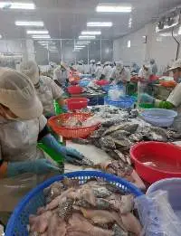 Tilapia Fillet