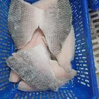 Frozen Tilapia Fish