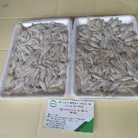 Frozen River Anchovy Fish