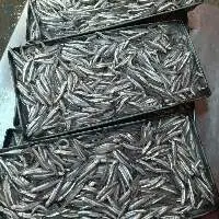 Frozen Anchovy Fish