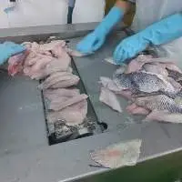Frozen Tilapia Fillet