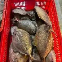 Black Pomfret