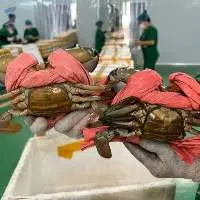 Crab