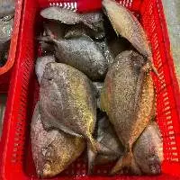Black Pomfret