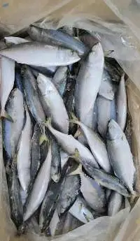 Mackerel