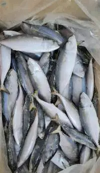 Mackerel