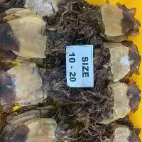 Black Dried Squid