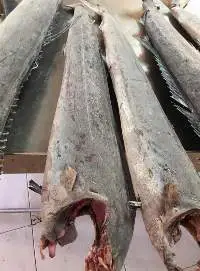 Frozen Sailfish