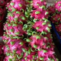 Dragon Fruit