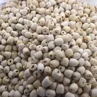 Lotus Seed