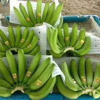 Banana Bunch
