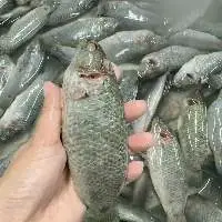 Frozen Perch