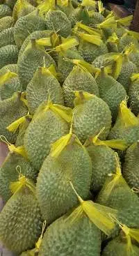 Durian