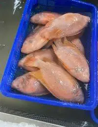 Red Tilapia