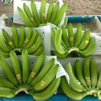 Green Banana Bunch