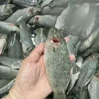 Frozen Perch