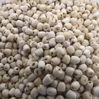 Lotus Seed