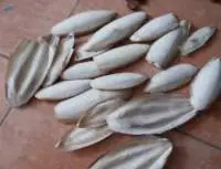Cuttle Fish Bone