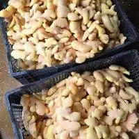 Frozen Ginger
