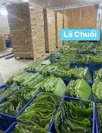 Banana Leaf