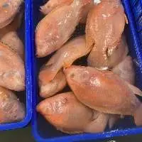 Red Tilapia