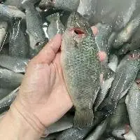 Frozen Perch