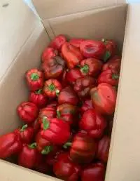 Bell Pepper