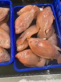 Red Tilapia