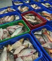 Carp Fish