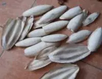 Cuttle Fish Bone