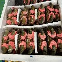 Crab