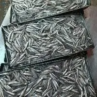 Frozen Anchovy Fish