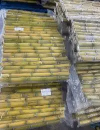 Sugarcane