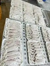 Frozen Squid