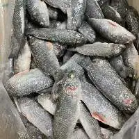 Perch Fish