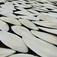 Cuttle Fish Bone