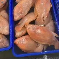 Frozen Tilapia
