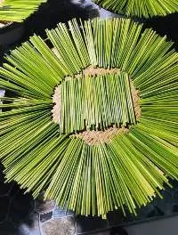 Grass Straws