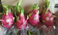 title='Fresh Dragon Fruit'