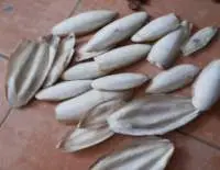 Cuttle Fish Bone